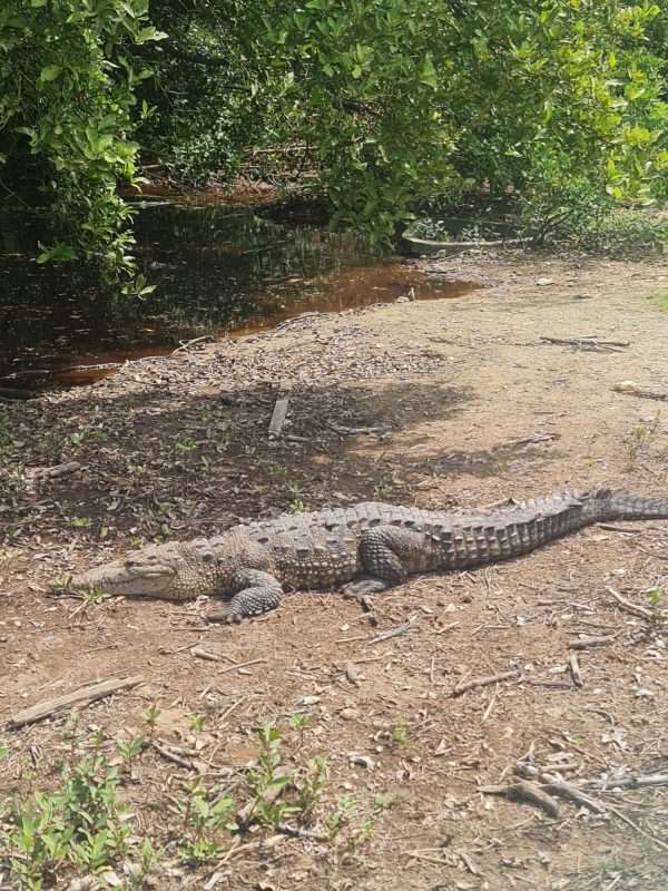 Black River, Pelican Bar, Treasure Beach - Image 7