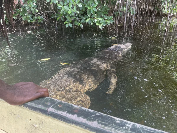 Black River, Pelican Bar, Treasure Beach - Image 3